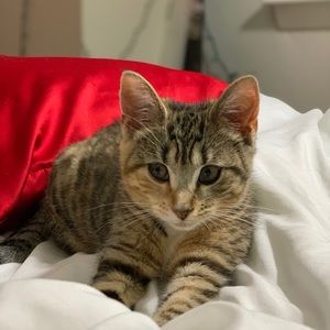 Meet your Posher, Lily